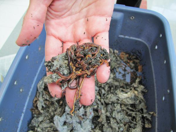 Figure 2. Earthworms need a suitable bedding material